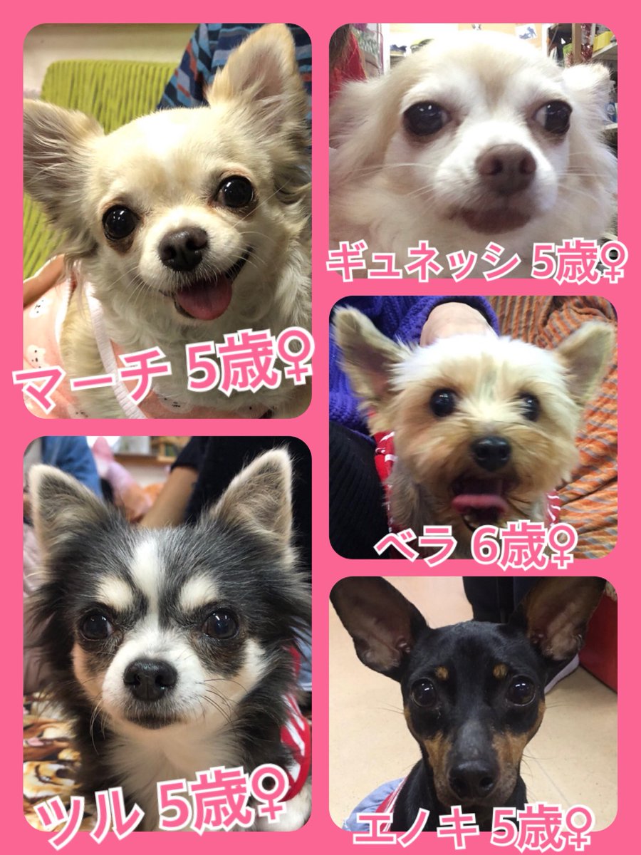 🐾今日の里親様募集中ワンコ🐶メンバーです🐾2019,11,8